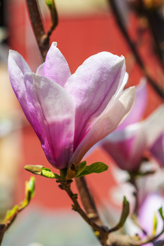 树枝上盛开着一朵粉色玉兰花