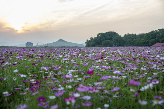 格桑花