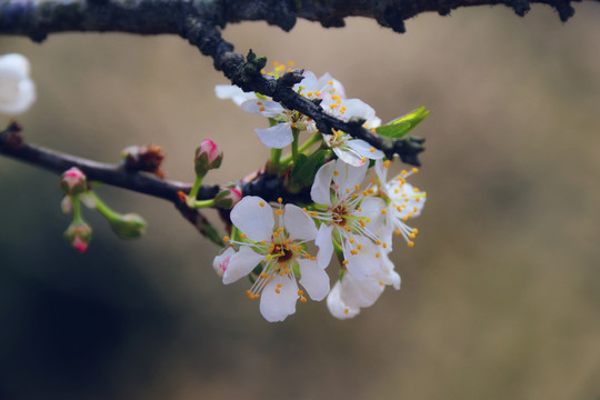 春天白色李花