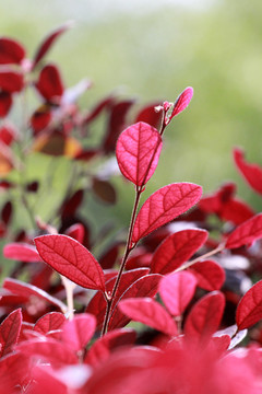 红花檵木