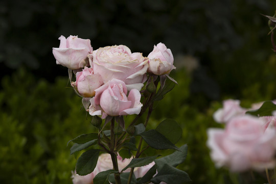 月季花安索菲比克