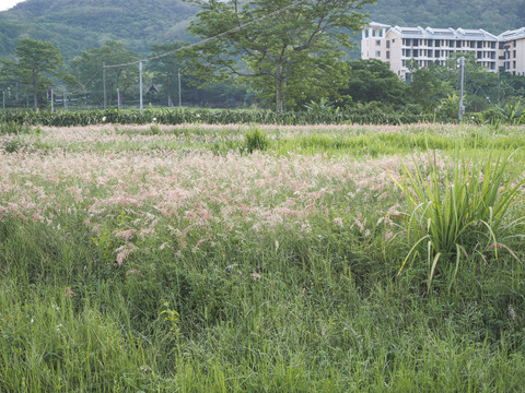 红毛草