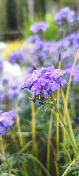 紫色薰衣草花