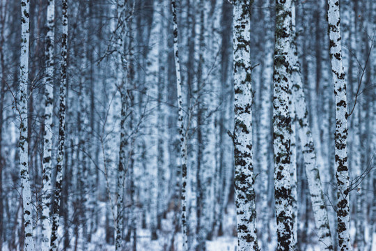 白桦林白桦树冬季雪景
