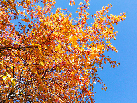 秋季金色野果树