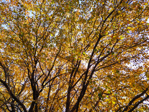 秋季野果树