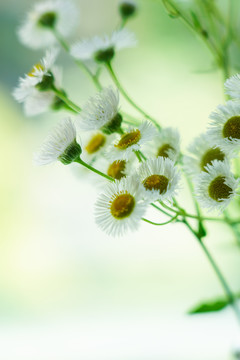 小白菊