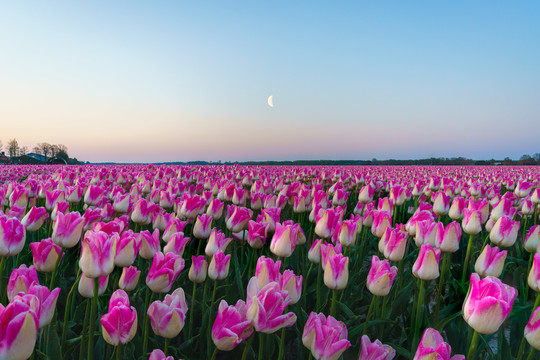 荷兰郁金香花田风景