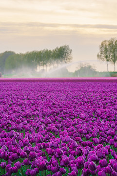 荷兰郁金香花田风景