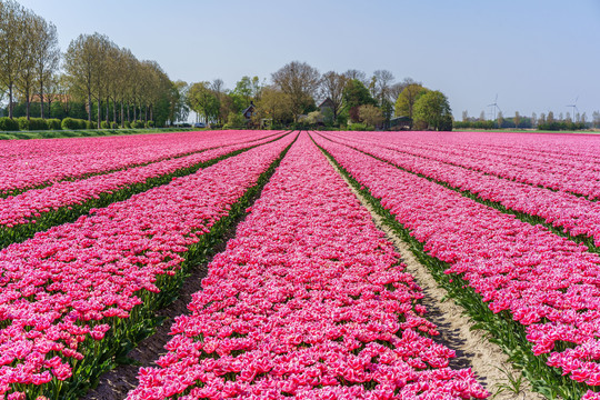 荷兰郁金香花田风景