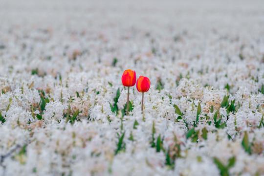 郁金香鲜花特写背景