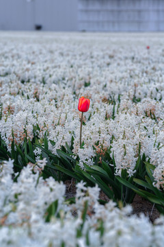 郁金香鲜花特写背景