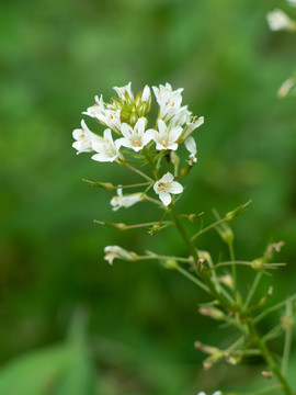 泽珍珠菜的开花期