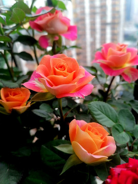 月季花