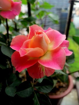 月季花