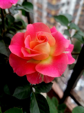 月季花