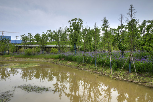 金华赤山公园河岸马鞭草花海