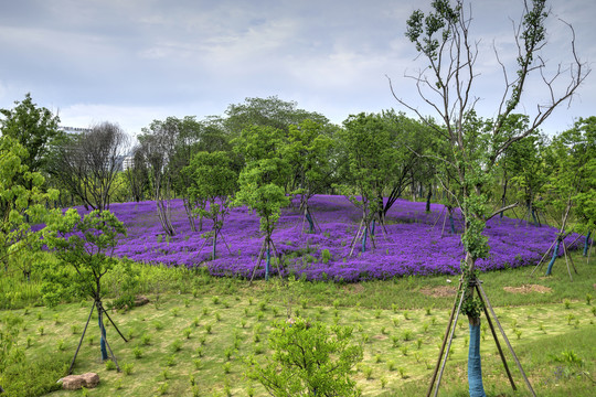 金华赤山公园紫色马鞭草花海
