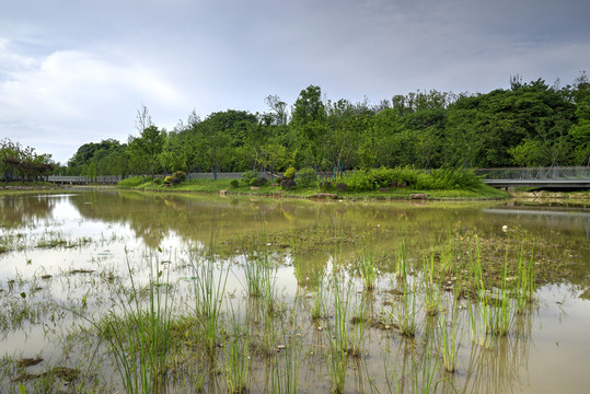 金华赤山公园湿地河流