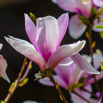 一朵盛开的粉色的玉兰花