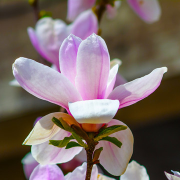 一朵盛开绽放的粉色玉兰花