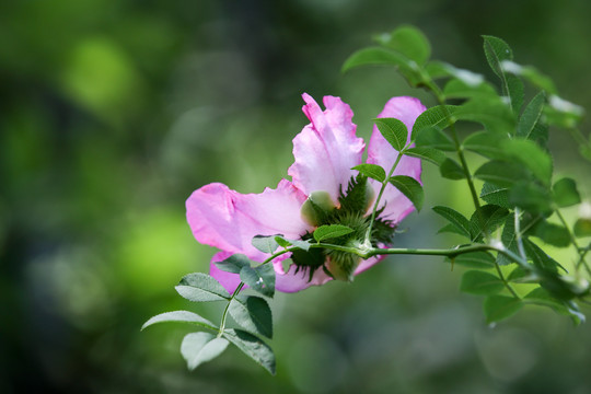 缫丝花