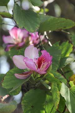 洋紫荆花