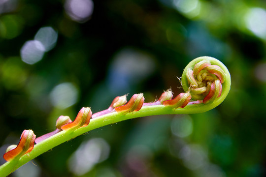 野生植物乌毛蕨