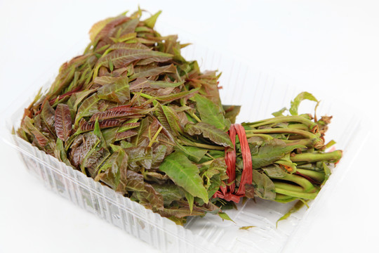 香椿