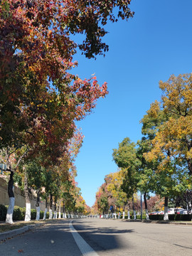 街道秋色树木