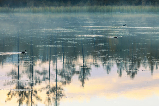 清晨湖泊树林倒影野鸭子
