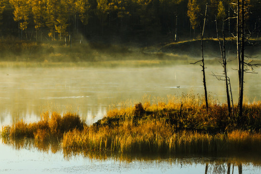 湖泊清晨薄雾野鸭