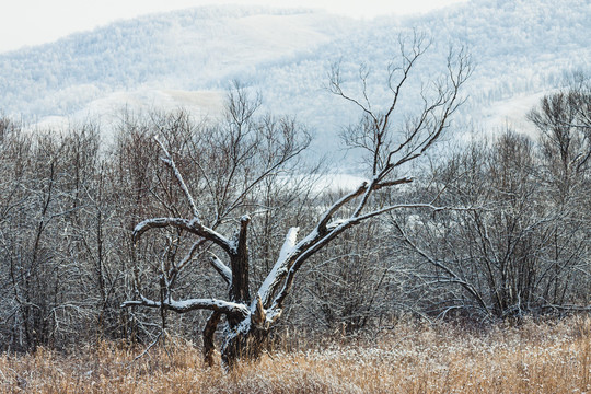 清晨冬季森林树木积雪
