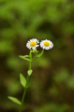 小雏菊