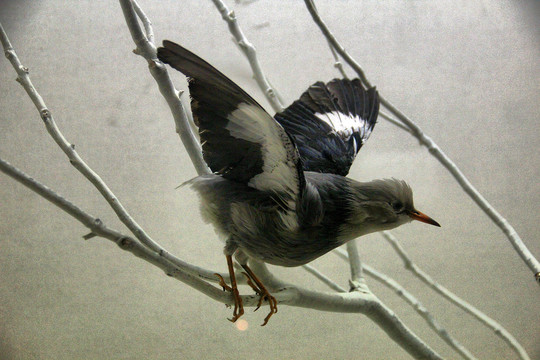 鄱阳湖鸟类标本