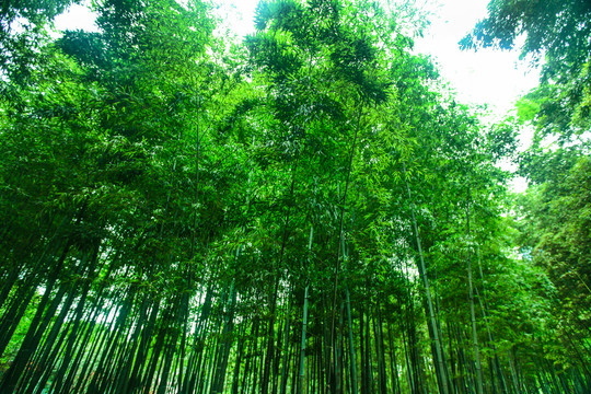 竹林