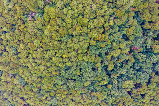 航拍广西南宁青秀山风景区