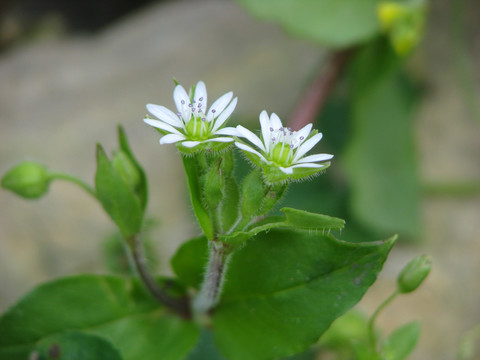 户外野生的鹅肠菜