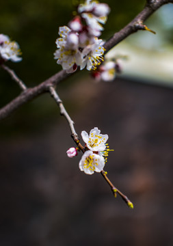 春季桃花