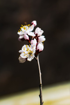 春季桃花