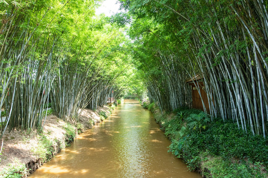 信宜旺同竹林