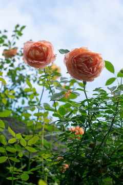 黄色月季花藤本月季