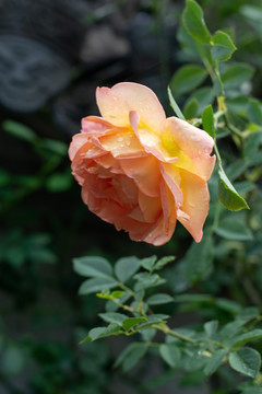 雨后的黄色月季花