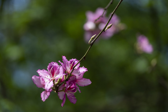 紫荆花特写