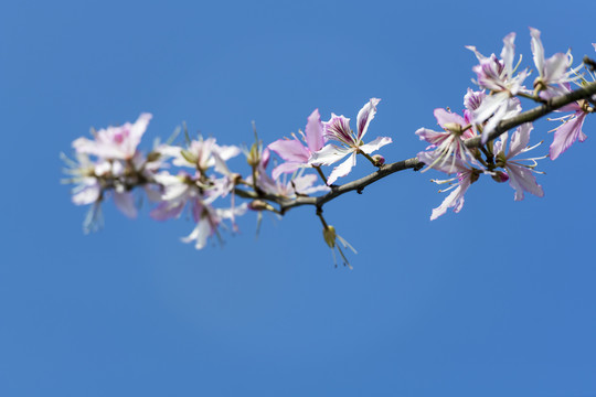 紫荆花特写