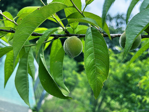 青桃桃子