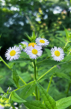 山间小花