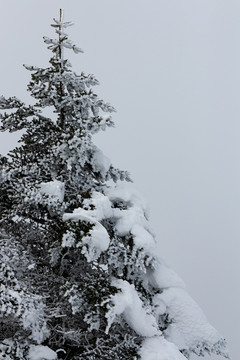 雪域高原