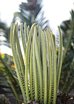 热带植物装饰画