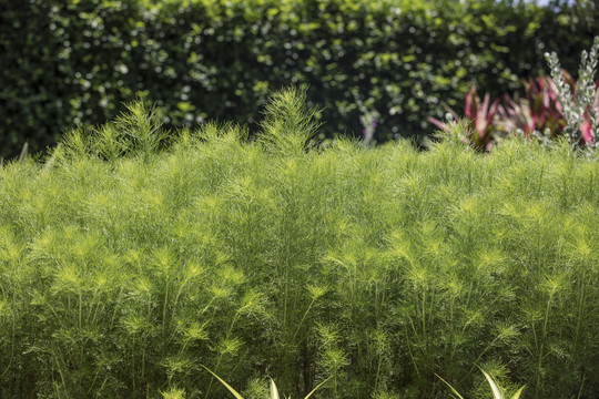 热带植被